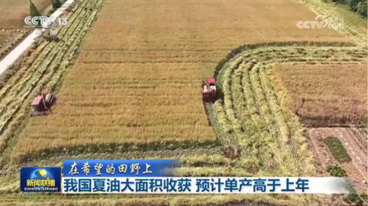 我國夏油大面積收獲 預(yù)計(jì)單產(chǎn)高于上年