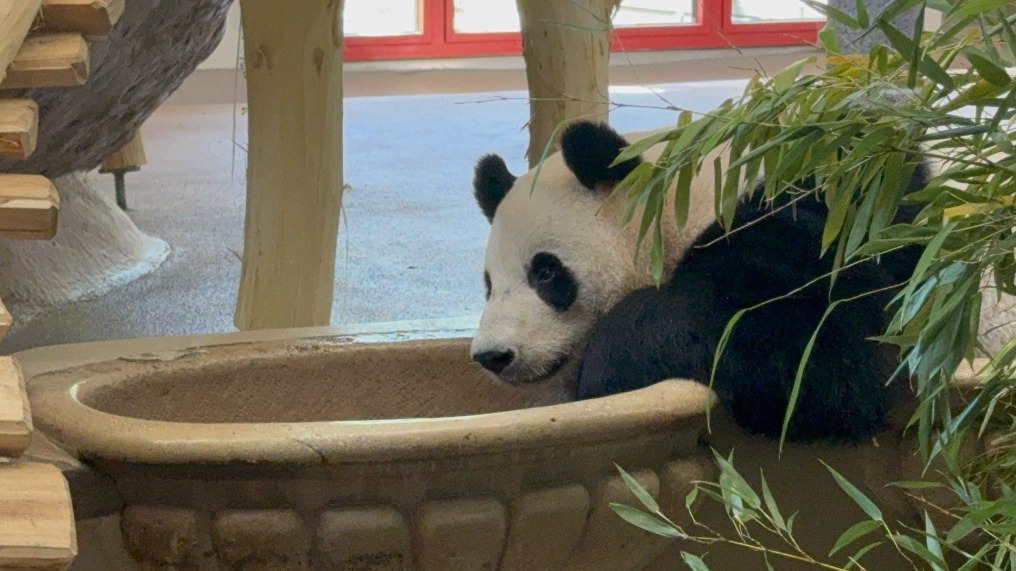 大熊貓“荷風”“蘭韻”正式亮相奧地利美泉宮動物園
