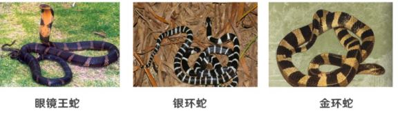 小心！蛇出沒……被蛇咬了該咋辦？正確處理方式你知多少？