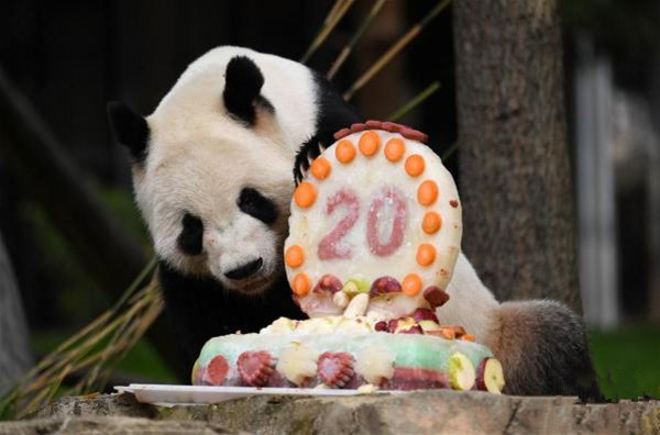 旅美大熊貓"添添"慶祝20歲生日