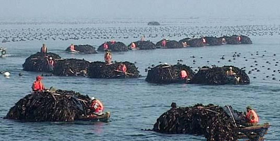 威海水產(chǎn)品市場：大棚海參量價齊降 鮮魚市場穩(wěn)中有升