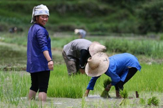 芒種節(jié)氣的冷知識(shí)：為何要“安苗”、吃青梅？