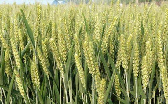 我國(guó)各省市地區(qū)種植的中麥578產(chǎn)量已接近高產(chǎn)品種