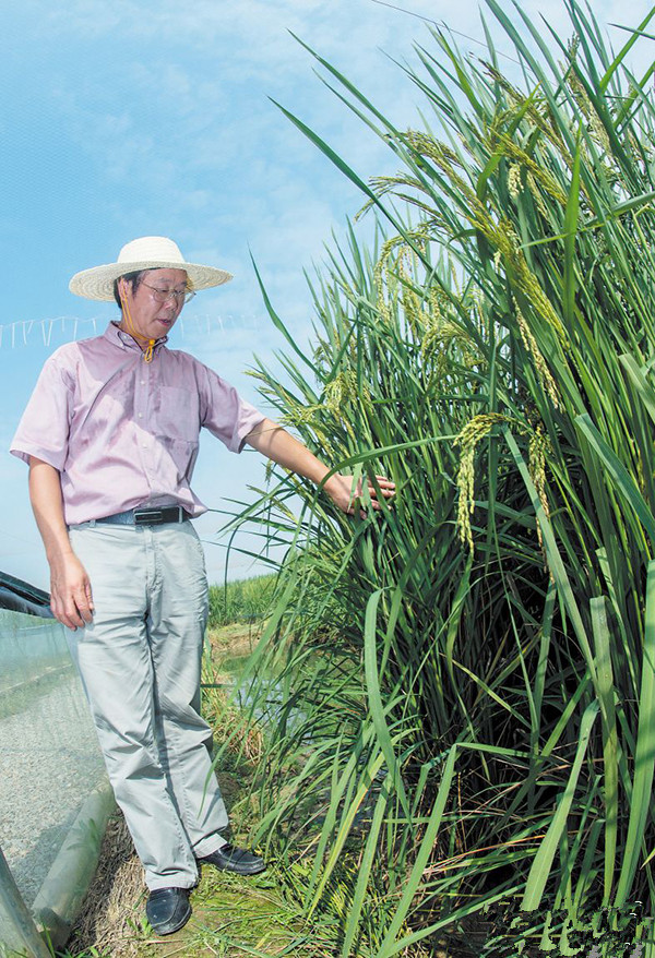 湖南長沙縣高產(chǎn)“巨人稻”試種成功，預計畝產(chǎn)突破一噸