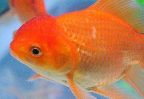 基因變異使金魚(yú)獲“釀酒”能力