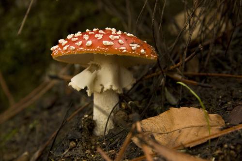 構(gòu)建鵝膏科家譜 精準識別毒菇之王